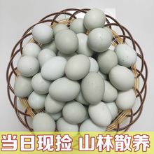 现捡绿壳蛋山林散养乌骨鸡蛋土鸡蛋月子蛋非柴鸡蛋绿皮批发乌鸡蛋