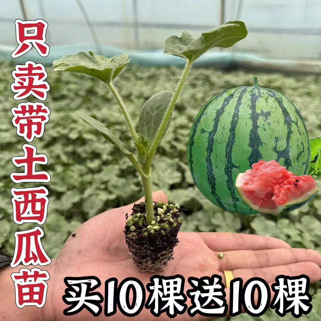 西瓜苗8424特甜麒麟超甜无籽美都西瓜秧苗盆栽地栽种植西瓜苗