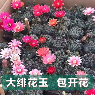 �p�����_�������������������k���҃ȾӼ��b��̨���ܶ���ֲ����