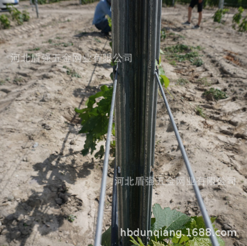 咸阳市金属葡萄杆子立柱猕猴桃架杆防鸟网立柱五味子立柱瓜蒌架