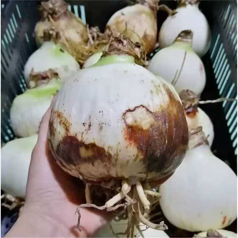 Спотовые Биг Мак серии Большой мяч Голландский импортированный красный шарик с бутонами