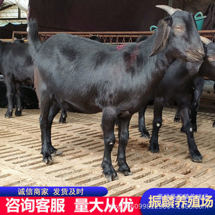 ��ɽ���Bֳ������ ����ɽ�� ������ɽ�� Ʒ�N��֧��ҕ�l