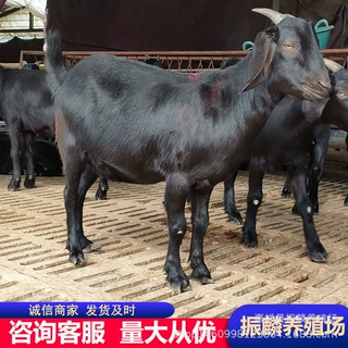 黑山羊养殖场出售 波尔山羊 美国白山羊 品种多支持视频
