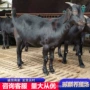 美国视频品种白山羊