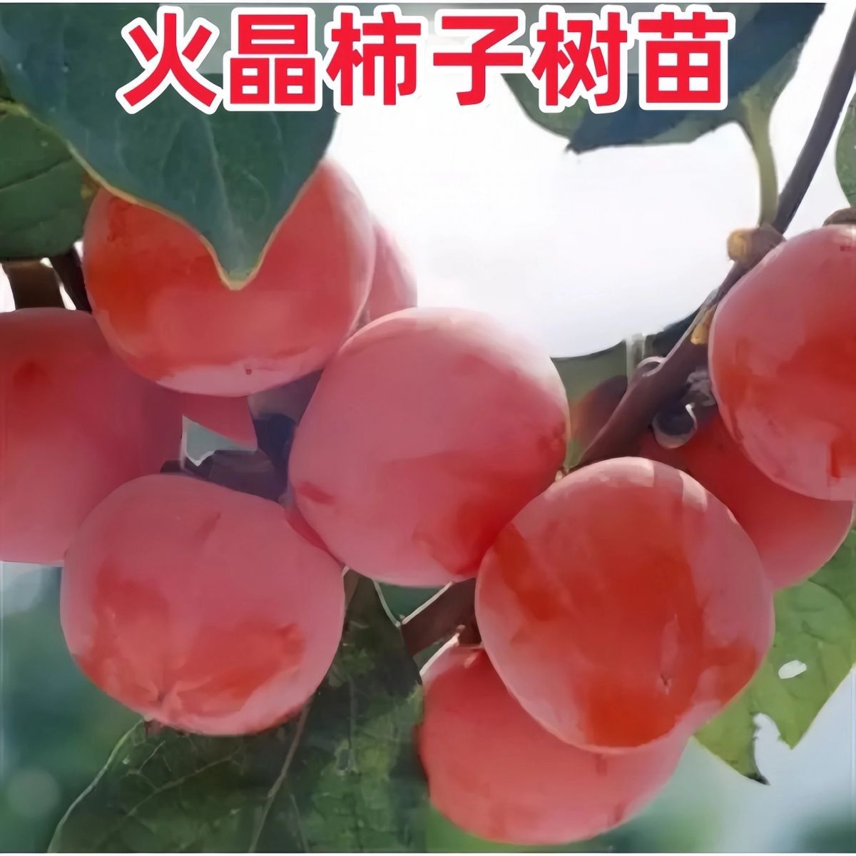 新品火晶柿子树果苗嫁接柿树苗果树苗木火晶柿子树苗