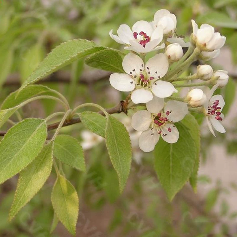 Семена деревьев Груша Семена деревьев Тангли Бегония Груша Дикая Груша Почва Груша Семена рассады дерева
