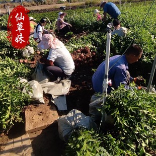 �������l���~��ľ�B�N���~�B�N�绨�~�B�N������ ߅���B�Nɫ�K��