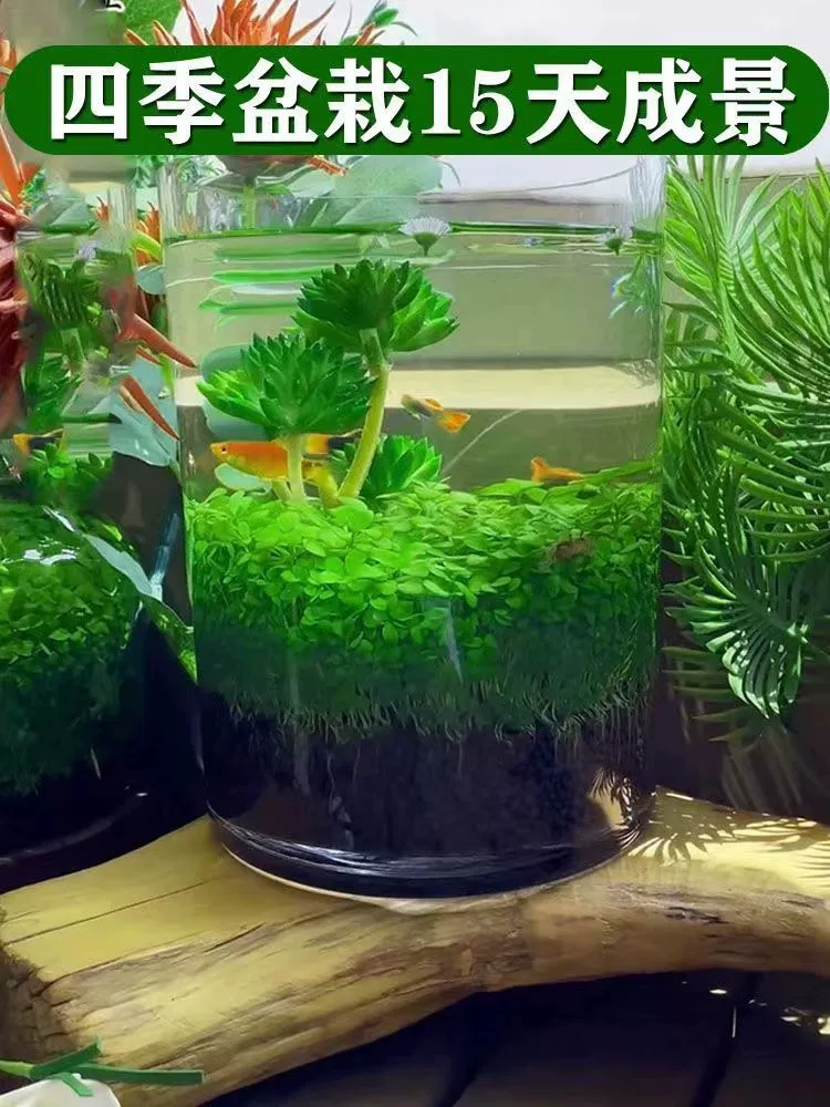 Aquatic plants, creative aquarium, bottle