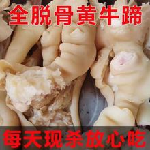 【剔骨剃筋牛蹄皮】农家散养黄牛去骨去筋新鲜牛蹄真空包装牛腩