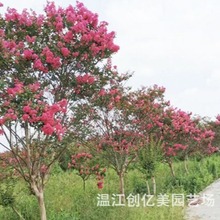 紫薇红花痒痒树8-15公分大红二红 绿化工程紫薇花树苗小苗庭院种