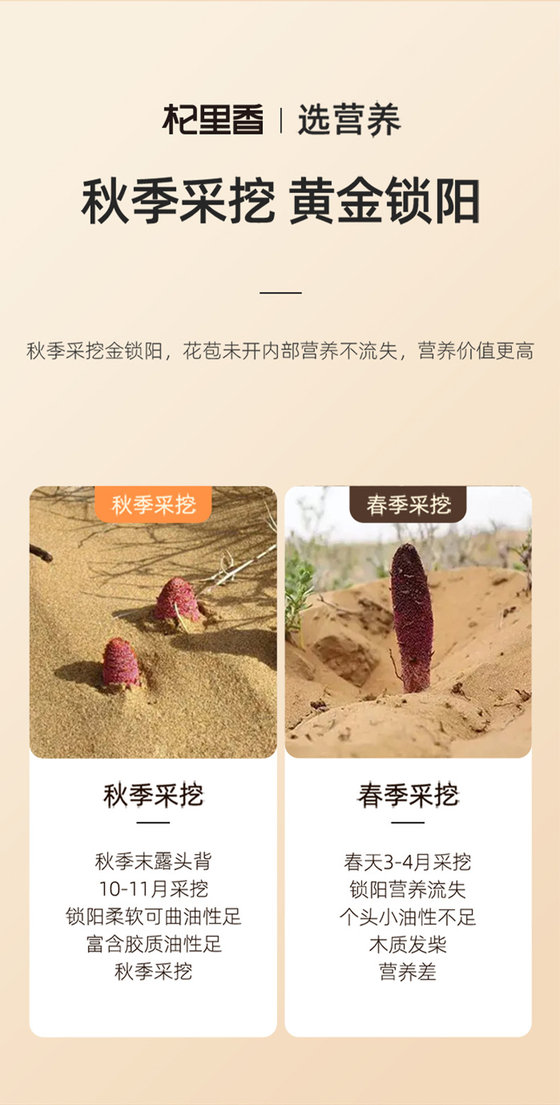 Dried Cynomorium Songaricum Slices Suo Yang 250g Alxa Origin Sun Dried Herbal Decoction Pieces quality and texture