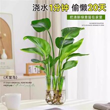天堂鸟水培植物绿植盆栽花卉植物室内客厅无土水培龟背竹四季常绿