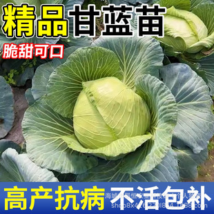 �������{���������� �r������ֱ�l���r�߲���������l