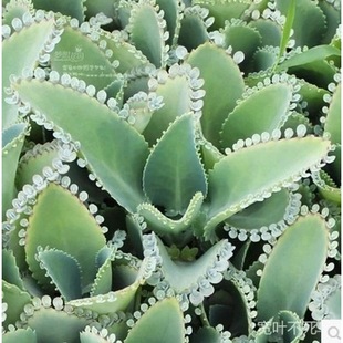 Succulent Plant Lace Princess Broad-Leafed Phoenix Large-Leaf Floor-Rooting Radiation-Proof Green Plant Mini Potted Plant