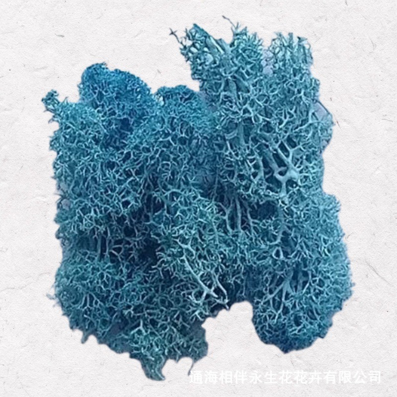 Bright blue·immortal moss