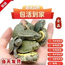 摆摊巴西龟花龟草龟黄耳龟地图龟外塘批发源头直供包全品包活到家