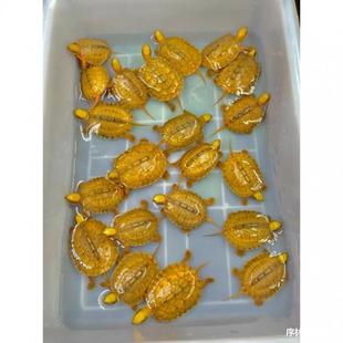 Pure Stone Money Turtle, Lucky Pet Turtle, Golden Turtle, Small Turtle, Live Small Green Turtle Seedlings, Ornamental Qimei Trading Company