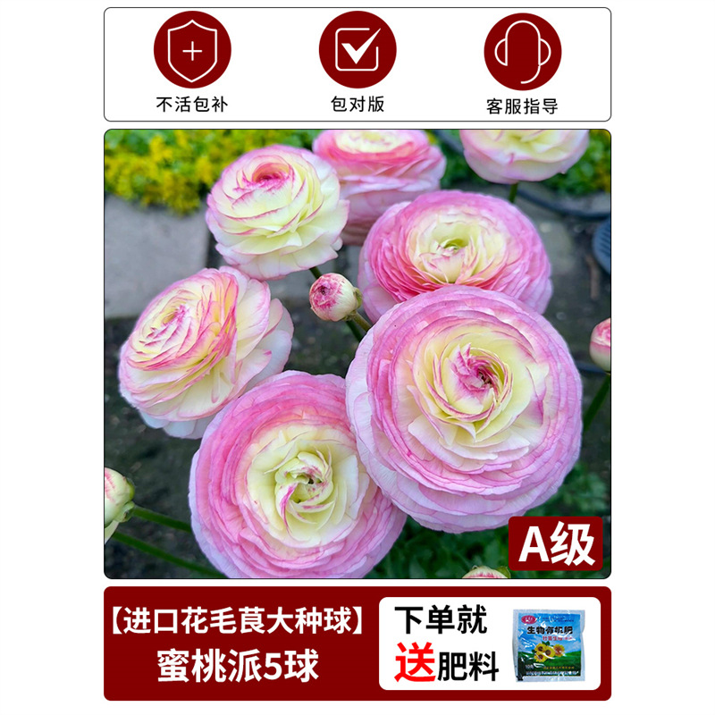 【anemone bulbs】peach pie - 1 bulb