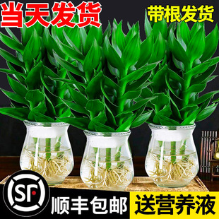 ������ؔ�Gֲ�^�����F�D�\��ˮ������������ؔ�Gֲ��G�}�j�k