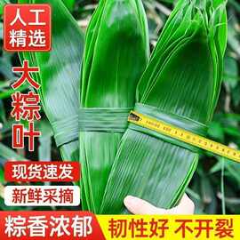 野生鲜粽叶真空装端午包粽子叶特大号箬叶天然无添加大宽叶厂家
