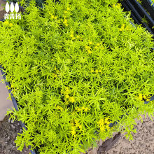 黄金佛甲草草皮庭院耐热绿化金叶花镜植物中华景天草苗盆栽种植盘