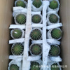 Direct supply of the base ｜ Dafenglong Flower Fairy Basin Plant House Flower Green Plant succulent plants resisting transportation