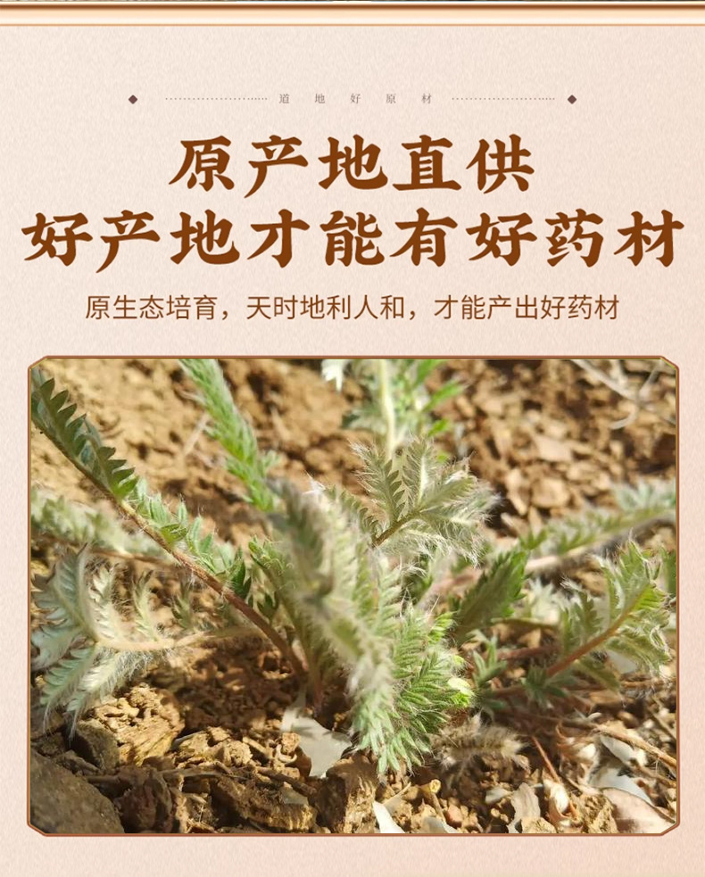 Dried Potentilla Root Fan Bai Cao Whole Herb Naturally Sun Dried for Herbal Tea and Decoction 500g key features