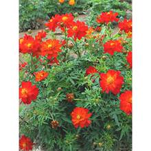 �tɫ���A�շN�ӻ�ɫ�򻯾ջ��N���ļ��N�׻����⾰�^����ͥԺ�N��