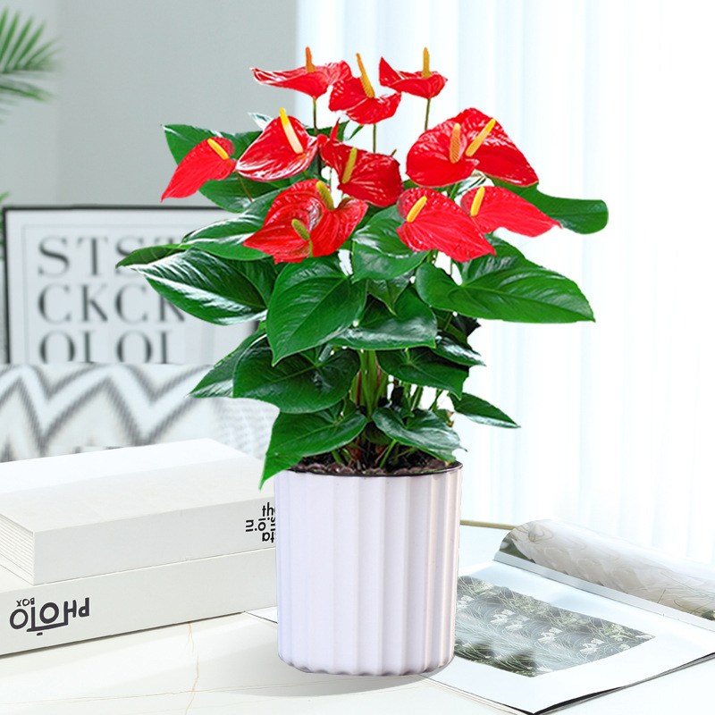 특급안스리움 + [세로줄무늬 수분흡수대] + 영양액