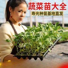 ���N�߲˷N�����Ե��Է����S������ǧ�������ļ����紺����������