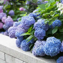 С网Ԏļ_ֲ҃ﻨ̨BoMϘ