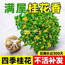 四季桂丹桂带桂花树苗老桩盆栽绿植阳台金桂花苞室内嫁接大树