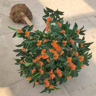 ��𻨘���������Լ޽����ļ����҃���������̨���ܾGֲͥԺ