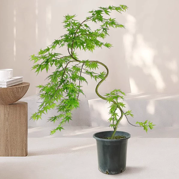 Зеленый лист струящейся весны, золотой струящейся весны, клен, плачущий клен, саженец клена, клен для бонсай, горшечное растение, двор, балкон, сад.