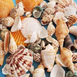 天然贝壳海螺海星材料包手工diy拍摄背景风铃漂流瓶鱼缸装饰套装