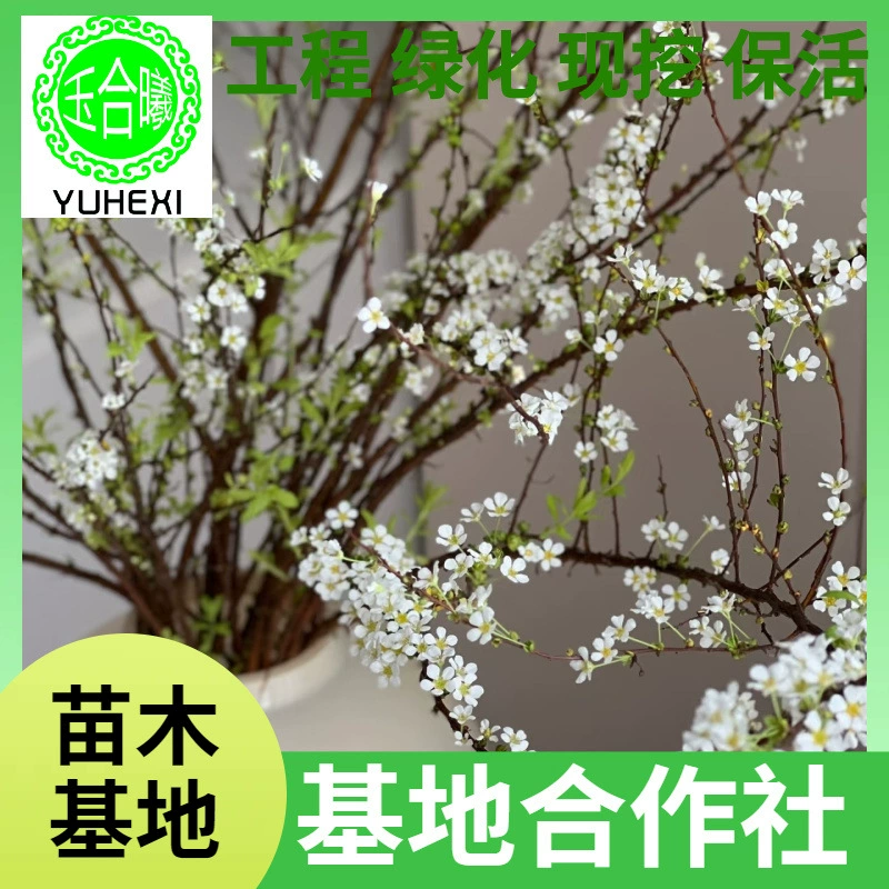 Сухие ветки снежной ивы, модные гидропонные растения, оптовая продажа онлайн, прямые поставки, букет для дома, цветы, легко цветут