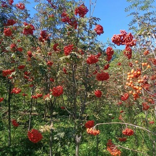Rowan European Rowan Rowan Tree Rowan Sapling Red Fruit Rowan Cold-Resistant Deciduous Tree