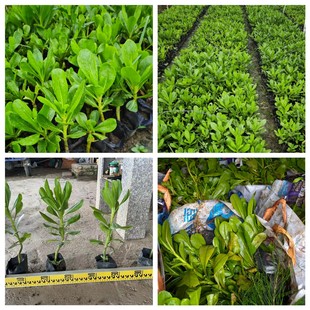 [Base Large Wholesale] Grass Pittosporum Large Cup Small Cup Coastal Plants Mangrove Saplings Wholesale