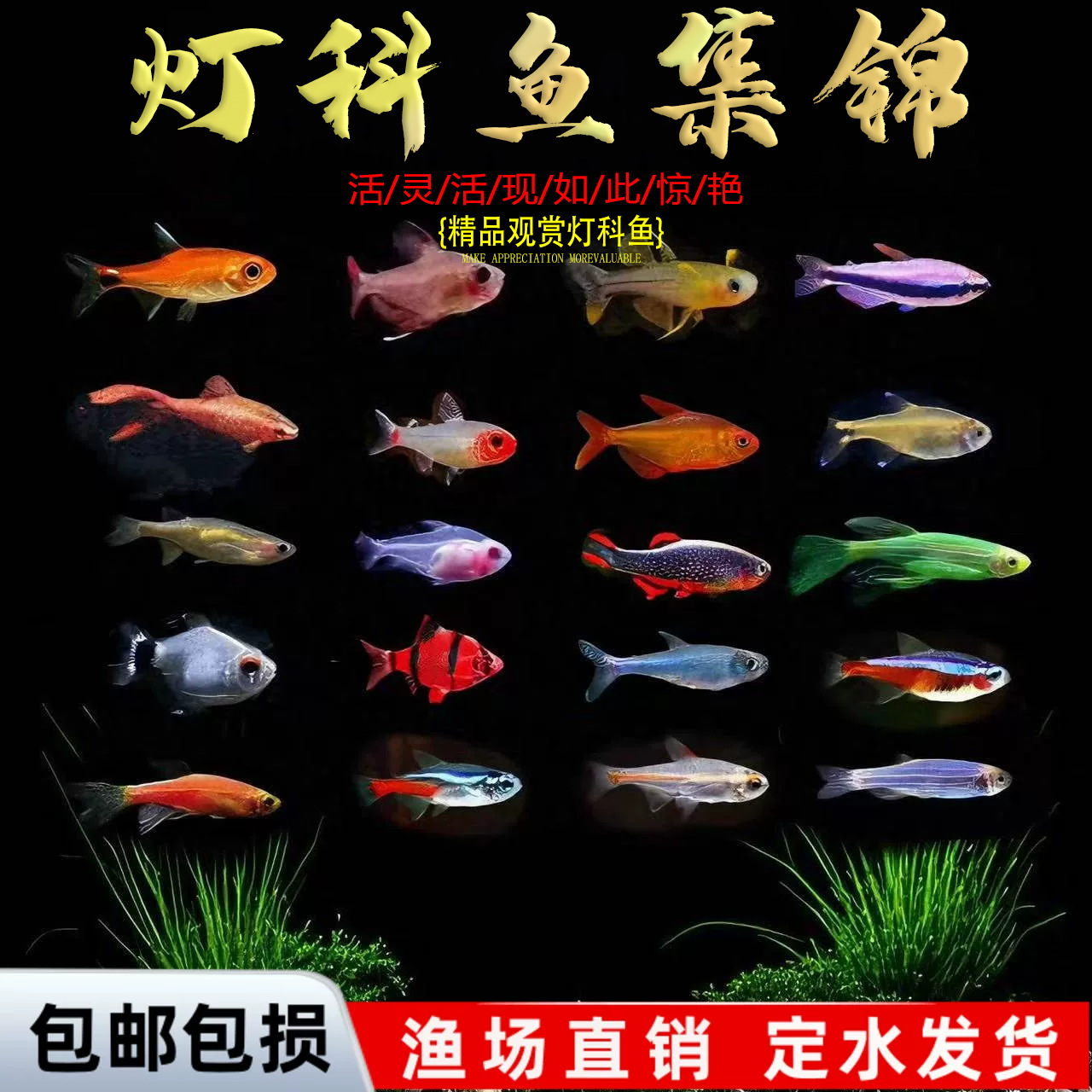 湘图邮好养小型热带鱼喷火勾灯包黑尾大宝莲灯群游湘图观赏鱼红绿