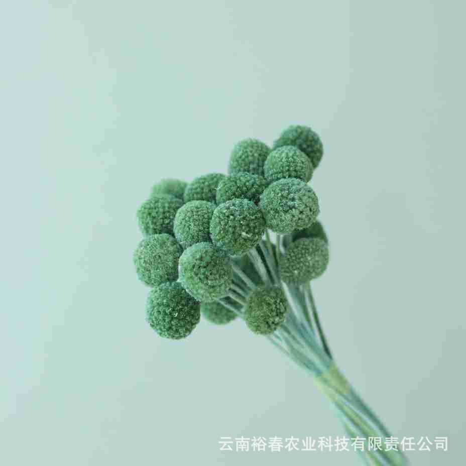 중간 크기의 진한 녹색 과일 20개