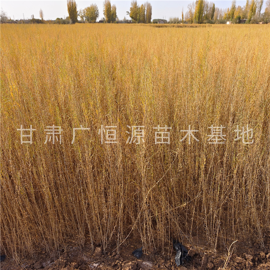 甘肃苗圃供应一年生一炷香梭梭树苗