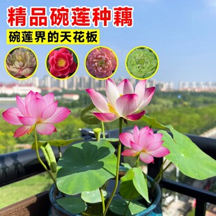 ��ɏ�Nźˮ��Gֲ���҃��ļ��_����˯ɏ��ˮ�BС�ͷN���Ӻɻ�����