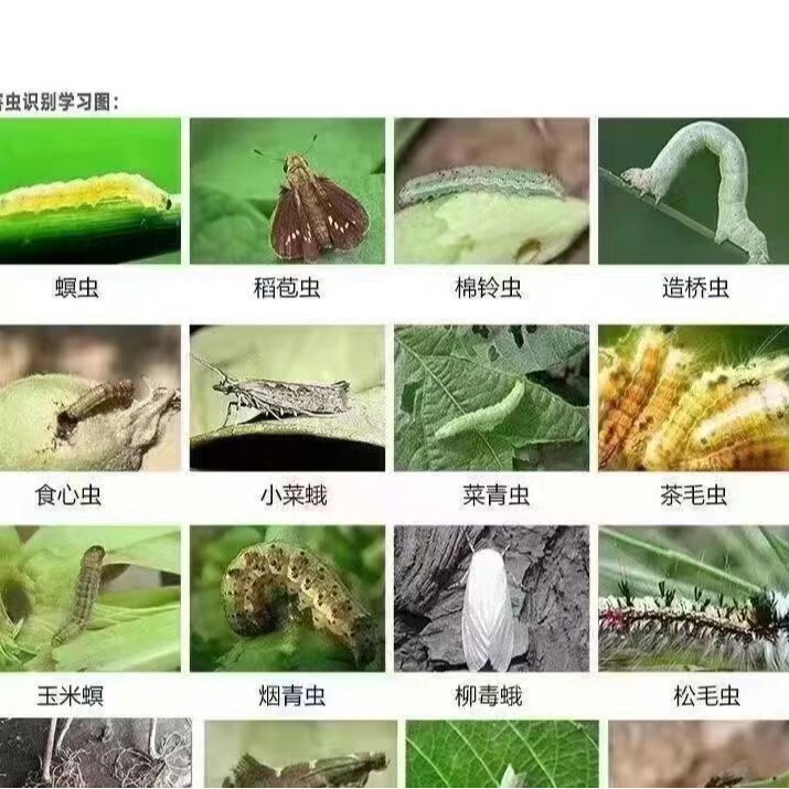 【フルボックスでさらにお得】3.2%高クロロメチルベチル塩 クロチオニル殺虫剤 キャベツ ビートナイトモア 正規農薬卸売|undefined