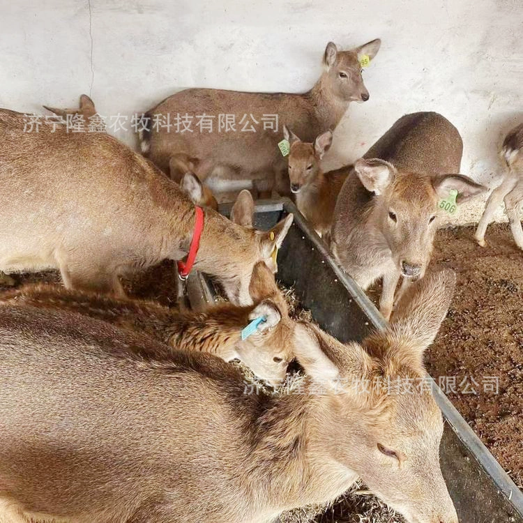 Сколько стоит гордый саженец оленя?