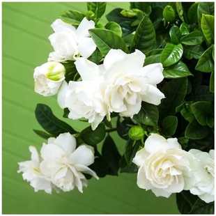 (Dropshipping) Gardenia Seeds Yellow Gardenia Seeds Small Gardenia Mountain Gardenia White Gardenia Net