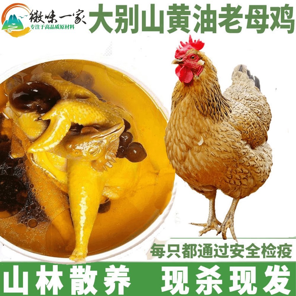 正宗山区散养土鸡三黄鸡月子鸡老母鸡笨鸡德州扒鸡乌鸡活鸡整鸡