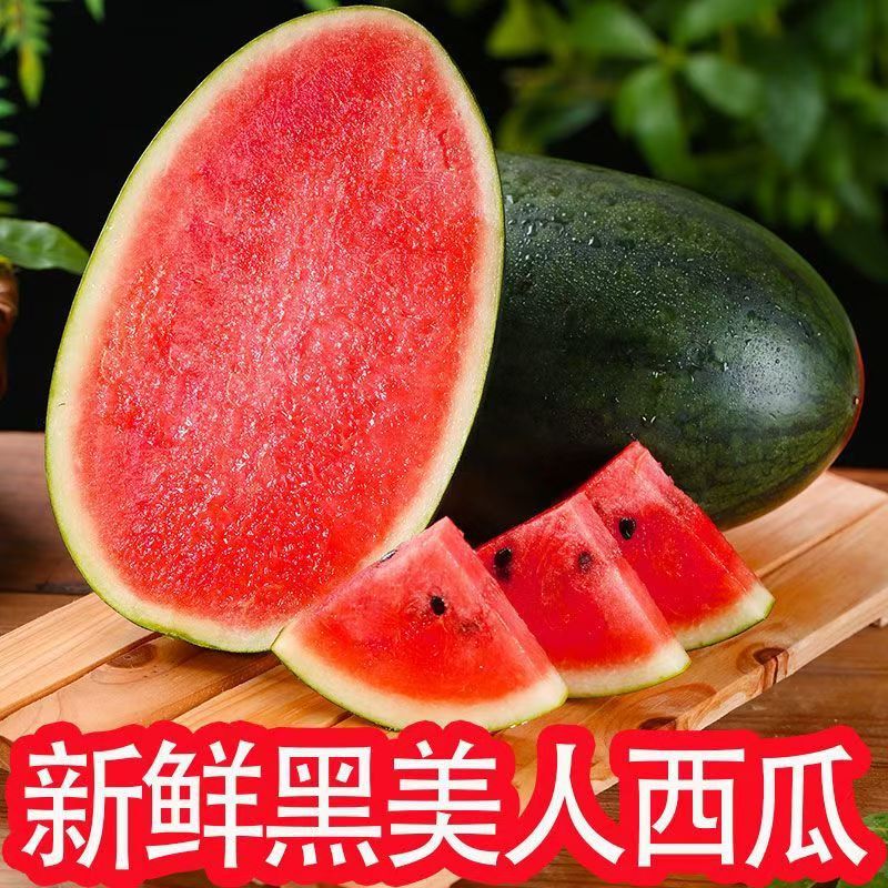 Brand New Authentic Vietnamese Black Beauty Watermelon with Seeds, Red Flesh, Fresh Seasonal Fruit, Whole Box, Pure Sweetness and Juicy, Available for Shipping Brand New Authentic Vietnamese Black Beauty Watermelon with Seeds, Red Flesh, Fresh Seasonal Fruit, Whole Box, Pure Sweetness and Juicy, Available for Shipping