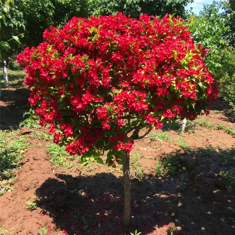 Красный принц Парчовый пояс Рассада Высокий полюс Парчовый пояс Двор дерева Морозостойкий Пейзаж Дерево Жижа Цветы в горшке Разноцветный парчовый пояс Рассада