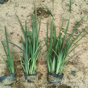 Multi-Bud Malan Perennial Grass Flower Salt and Alkali Resistant Park Flower Sea Landscape Gardening Project