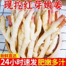 嫩姜新鲜仔姜子姜红芽姜四川指头生姜5斤非云南小黄姜泡老醋鲜姜